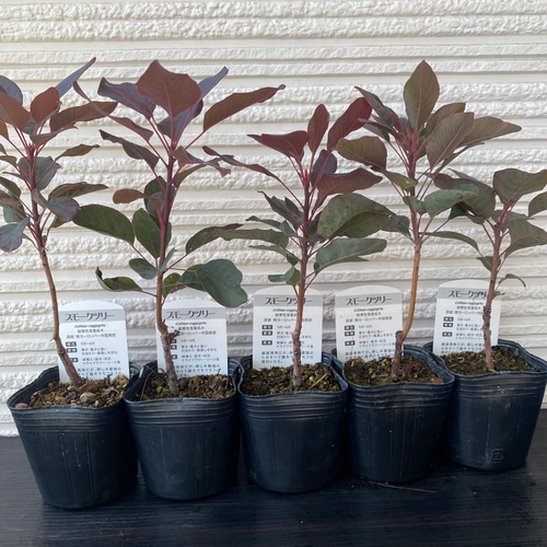 スモークツリー苗ベルベットクローク その他素材 虹花園 幸店 通販