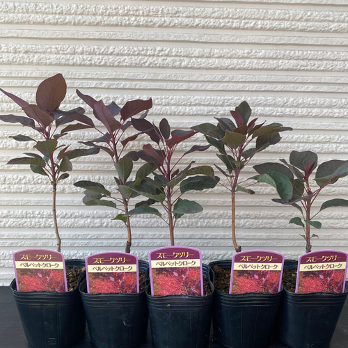 スモークツリー苗ベルベットクローク その他素材 虹花園 幸店 通販
