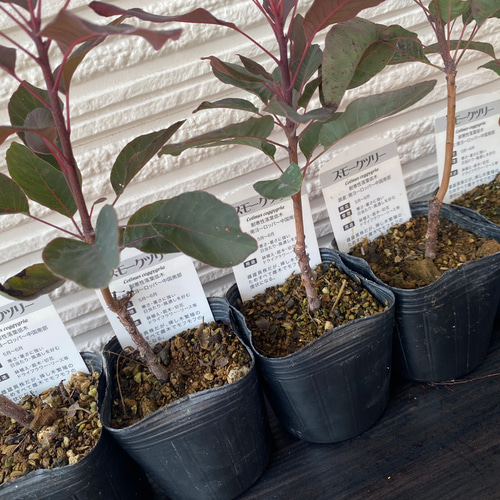 スモークツリー苗ベルベットクローク その他素材 虹花園 幸店 通販