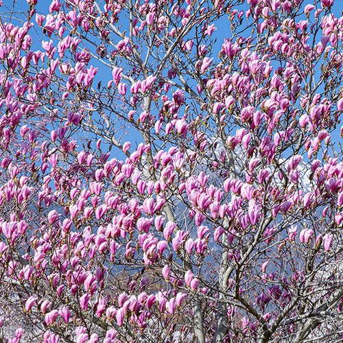2026年 花とガーデンのカレンダー GardeningFlowers ガーデニング