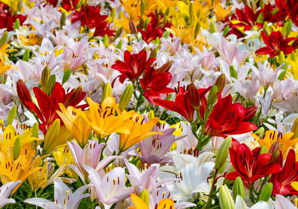 2024年 花とガーデンのカレンダー GardeningFlowers +ポストカードオマケ付き・送料無料 10枚目の画像