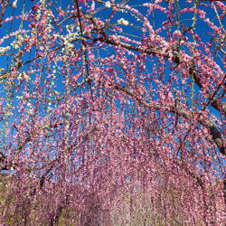 2024年 花とガーデンのカレンダー GardeningFlowers +ポストカードオマケ付き・送料無料 5枚目の画像