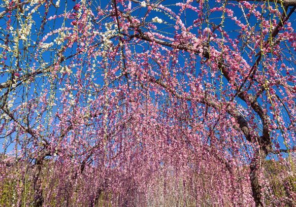 2024年 花とガーデンのカレンダー GardeningFlowers +ポストカードオマケ付き・送料無料 5枚目の画像