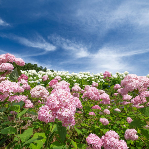 2025年 花とガーデンのカレンダー GardeningFlowers ・送料無料