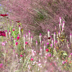 2024年 花とガーデンのカレンダー GardeningFlowers +ポストカードオマケ付き・送料無料 12枚目の画像