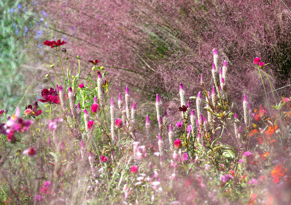 2024年 花とガーデンのカレンダー GardeningFlowers +ポストカードオマケ付き・送料無料 12枚目の画像