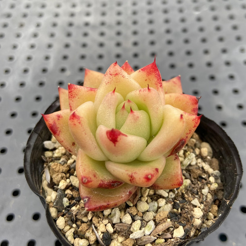 赤い唇 多肉植物 多肉植物 kanomarihome 通販 12764546｜Creema