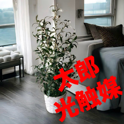 光触媒　人工観葉植物　ウォールグリーン　造花　アレンジ　オリーブ100 光触媒 人工観葉植物 ウォールグリーン 造花 アレンジ オリーブ