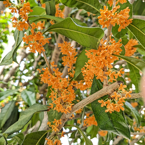 食用可能 金木犀 ドライフラワー キンモクセイ その他素材 まみ（土日