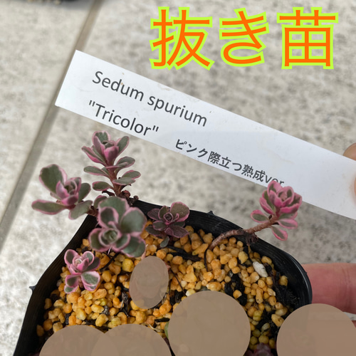 多肉植物 セダム トリカラー  抜き苗♡ 多肉植物 セダム トリカラー 抜き苗♡ 【公式通販】