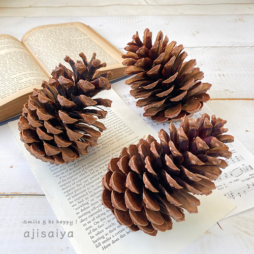 巨大まつぼっくり マリティマコーン ナチュラル 1個 【木の実】 その他