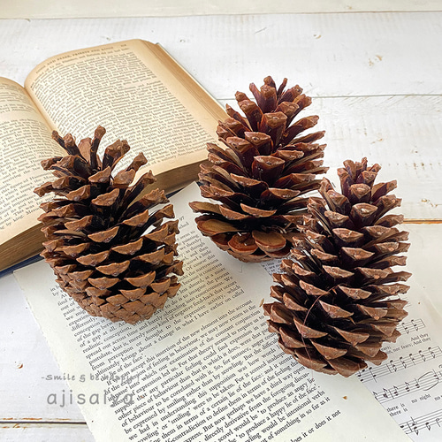 巨大まつぼっくり マリティマコーン ナチュラル 1個 【木の実】 その他