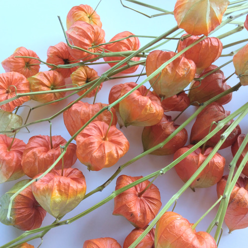 ホオズキのドライフラワー ドライフラワー nyao-mery 通販 12785566