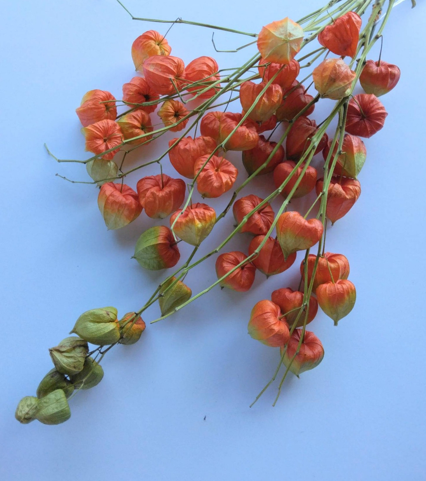 ホオズキのドライフラワー ドライフラワー nyao-mery 通販 12785566