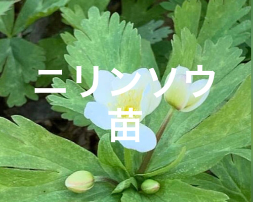 ニリンソウ 苗 10株 ＊ 二輪草 山野草 多年草 多肉植物 ちいさな