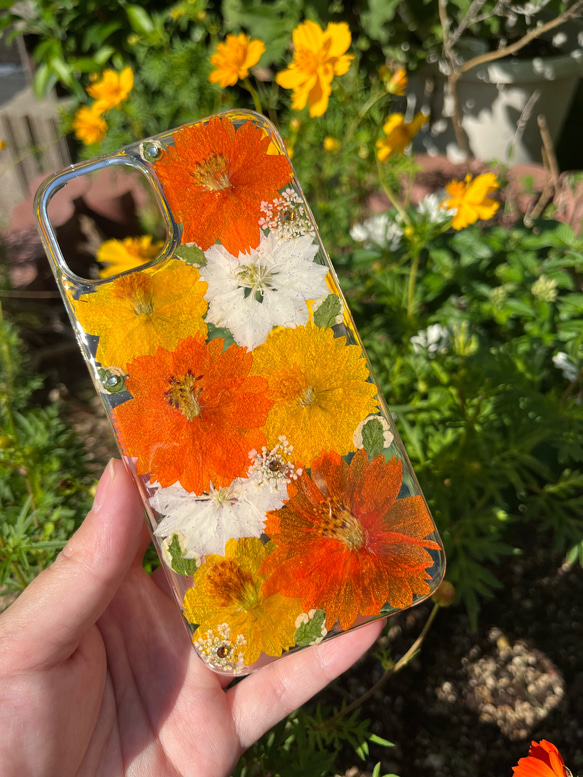 ハンドメイド押し花スマホケース　黄花コスモス オレンジとイエローの黄花コスモスの押し花スマホケースiphone