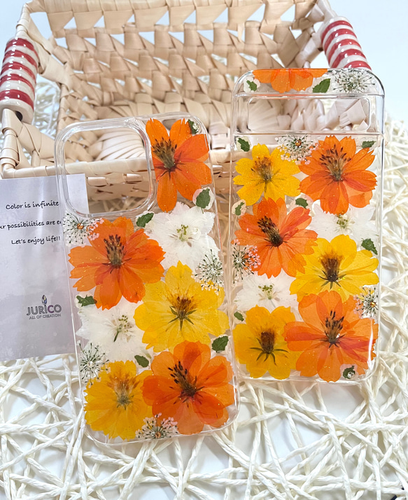 ハンドメイド押し花スマホケース　黄花コスモス オレンジとイエローの黄花コスモスの押し花スマホケースiphone