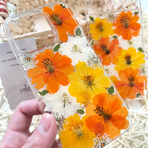 オレンジとイエローの黄花コスモスの押し花スマホケースiphone