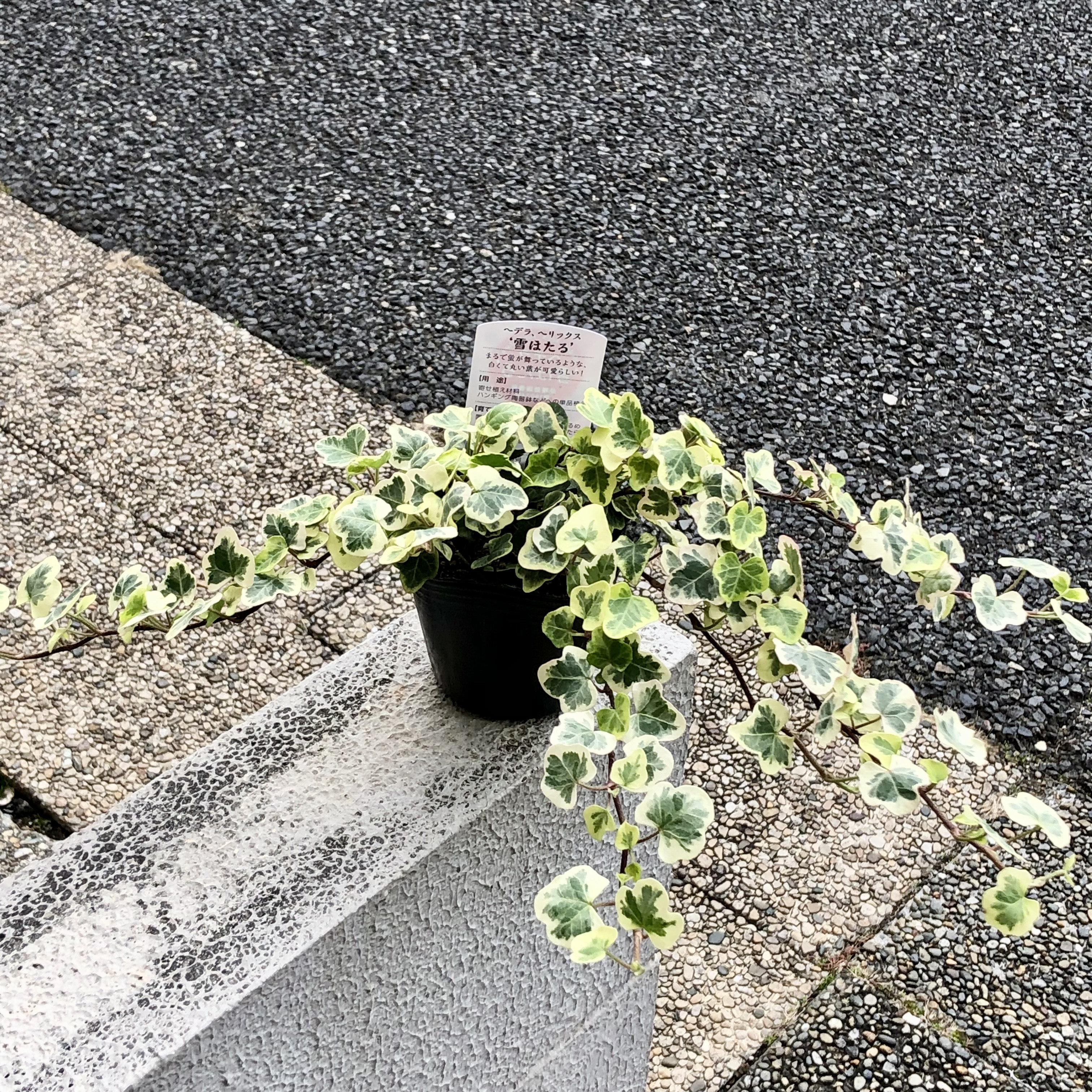 お値下げ　アンダラクリスタル　希少　グリーン雪花　740g