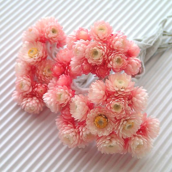 NEW】ヘリクリサム ルビークラスターのドライフラワー その他素材 koto