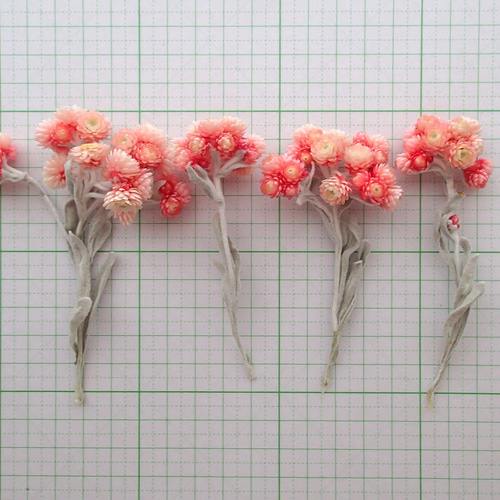 ドライフラワー訳ありルビークラスター