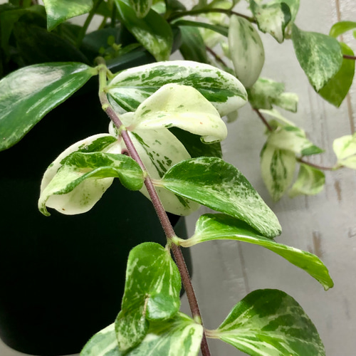 ［現品］C エスキナンサス　ラディカンス　斑入り　5号　観葉植物　吊り下げ 6b5aecf29109391cfe36bf46dbfec1