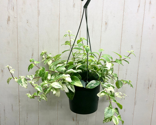 現品］100番 エスキナンサス ラディカンス 5号 観葉植物 室内