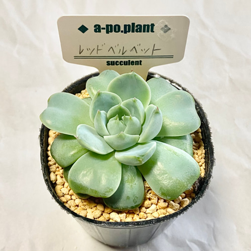 再入荷◇レッドベルベット◇多肉植物 韓国苗 多肉植物 a-po.plant 通販