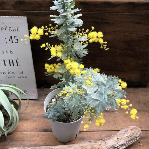 ミモザの苗♡アカシア♡ガーデニング♡大人気♡希少 アートフラワー