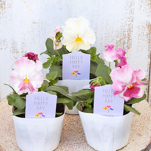 花苗 フリル咲きパンジーももこ3.5号ポット 花壇 鉢植え 寄せ植え 