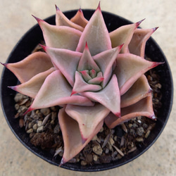 ラウイ エケベリア 超美苗 大苗大株 激レア高級多肉植物 人気韓国苗