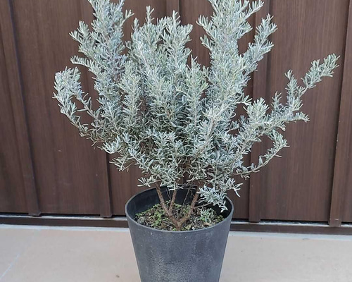 グレビレア プーリンダイルミナ オージープランツ ワイルドフラワー