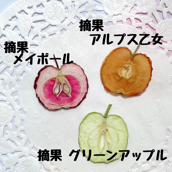 ミニりんご ベビーアップル 押しフルーツ 10枚 摘果 素材 キャンドル ハーバリウム レジン 押しフルーツ 4枚目の画像