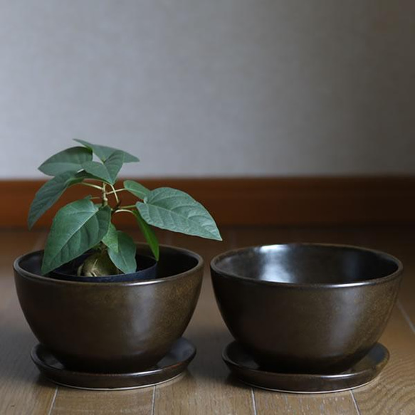 濃い茶色い陶器の植木鉢 (セミマット) (ボールタイプ) (ダークブラウン) (受け皿付き) 7枚目の画像