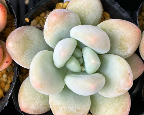 フレーベル 多肉植物 多肉植物 プクニク 通販 12804290｜Creema
