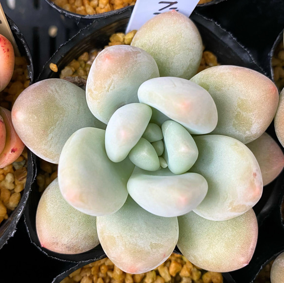 多肉植物 パキフィツム フレーベル 7.5cmポット苗 : ハニー