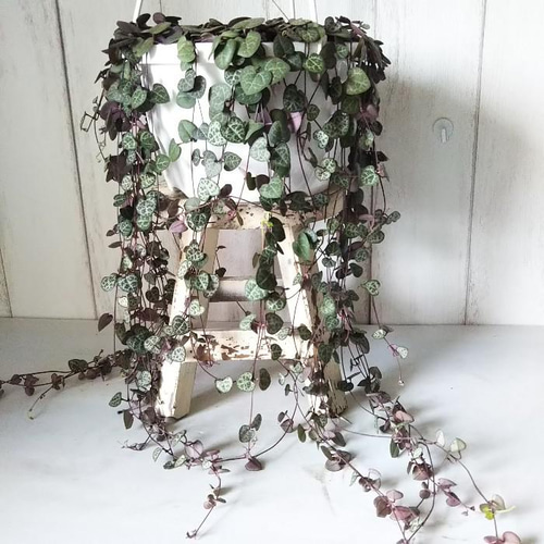 現品】ハートカズラ 6号吊り鉢 可愛い葉っぱの観葉植物 多肉植物