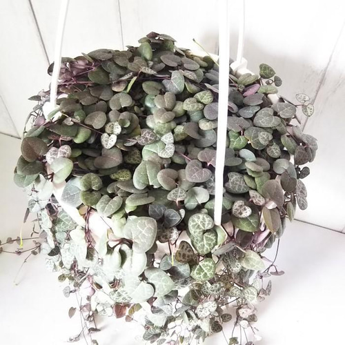 ハートカズラ　6.7.8 現品】ハートカズラ 6号吊り鉢 可愛い葉っぱの観葉植物 多肉植物