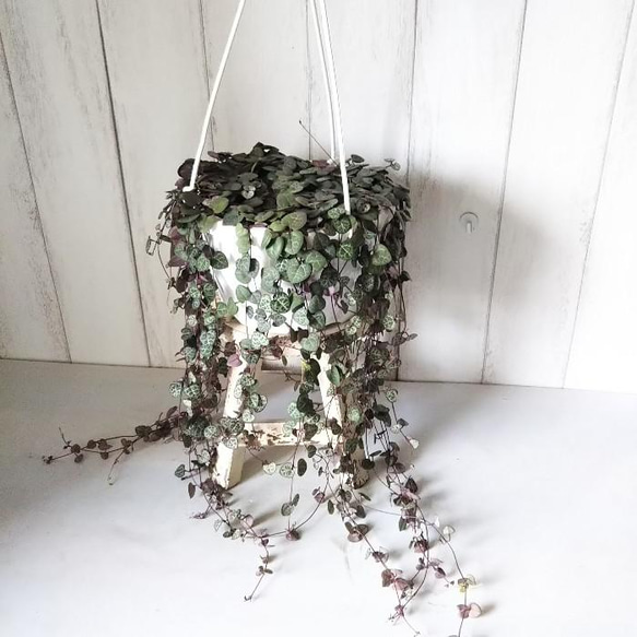 ハートカズラ　6.7.8 現品】ハートカズラ 6号吊り鉢 可愛い葉っぱの観葉植物 多肉植物