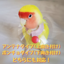 インコ エリザベスカラー(クリア)1枚・4サイズ・3色・3g 3枚目の画像