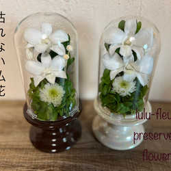 デンファレ ホワイト プリザーブドフラワー 供花 仏花 クリアドーム