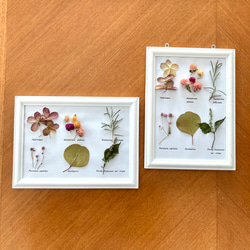 壁掛け植物標本フレーム✳︎ドライフラワーのボタニカルフレーム