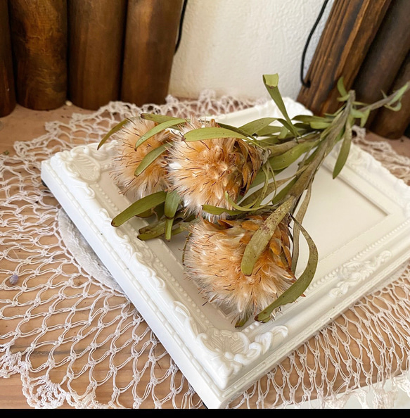 リューカデンドロプルモサム1輪販売❣️ハンドメイド花材ドライフラワー 1枚目の画像