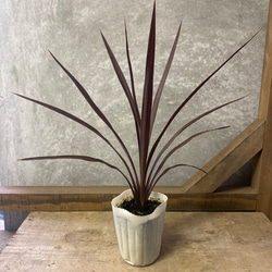 ノリナ ネルソニー エアーコンテナポット鉢植え 南国風 ドライガーデン