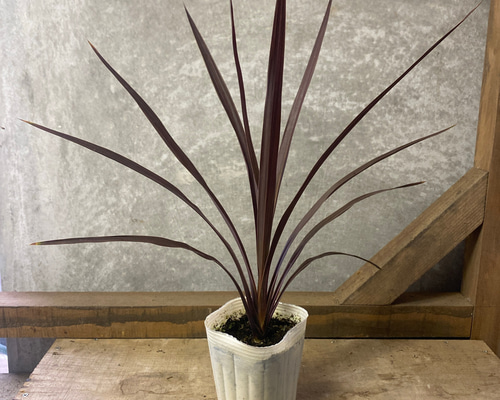 庭木 植木 コルジリネ レッドスター アートフラワー plant life 通販