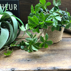 希少♡斑入り♡エバーフレッシュ♡ネムの木♡観葉植物