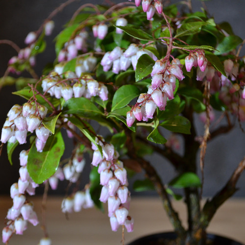 インテリア盆栽「馬酔木 - アセビ」 盆栽 ReBonsai 通販