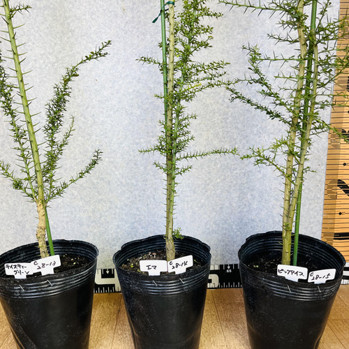 フィンガーライム苗4点セット フィンガーライム苗 4点セット 【公式通販】