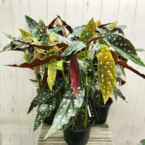 再入荷！ レア種 株立ち ベゴニア マクラータ その他インテリア雑貨