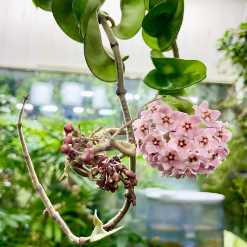 【現品】ホヤ・カルノーサ・コンパクタ斑入り　7号吊鉢　Ｍ２４番 ツル長め！！ ホヤ カルノーサ コンパクタ 吊り鉢 その他インテリア